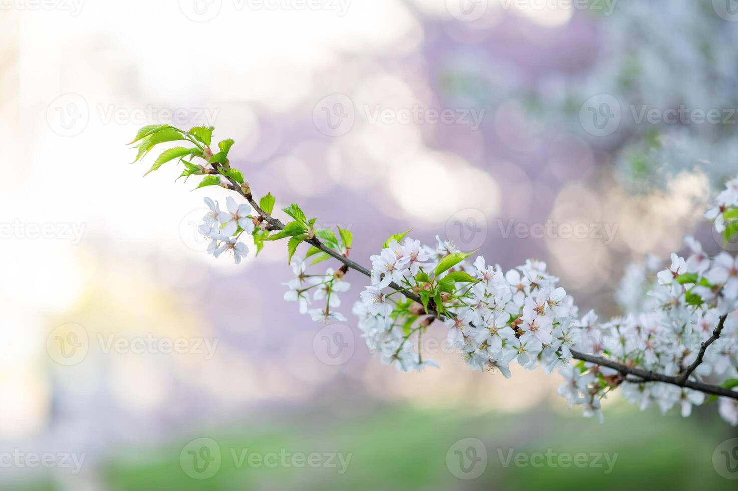 A branch of a tree with white flowers photo