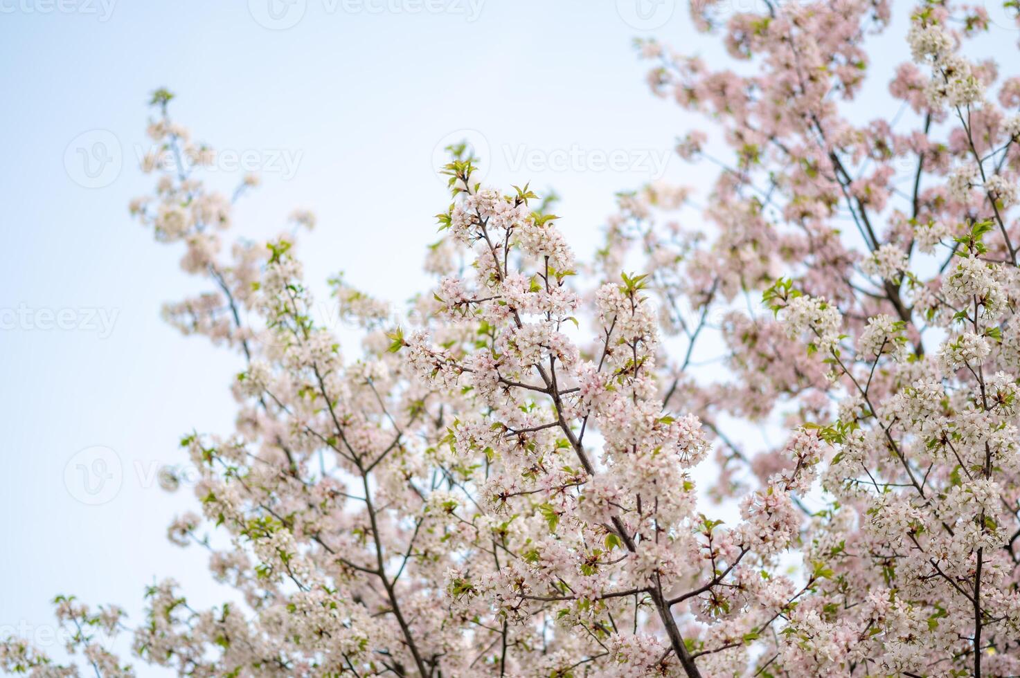 A close up of a tree with pink flowers photo