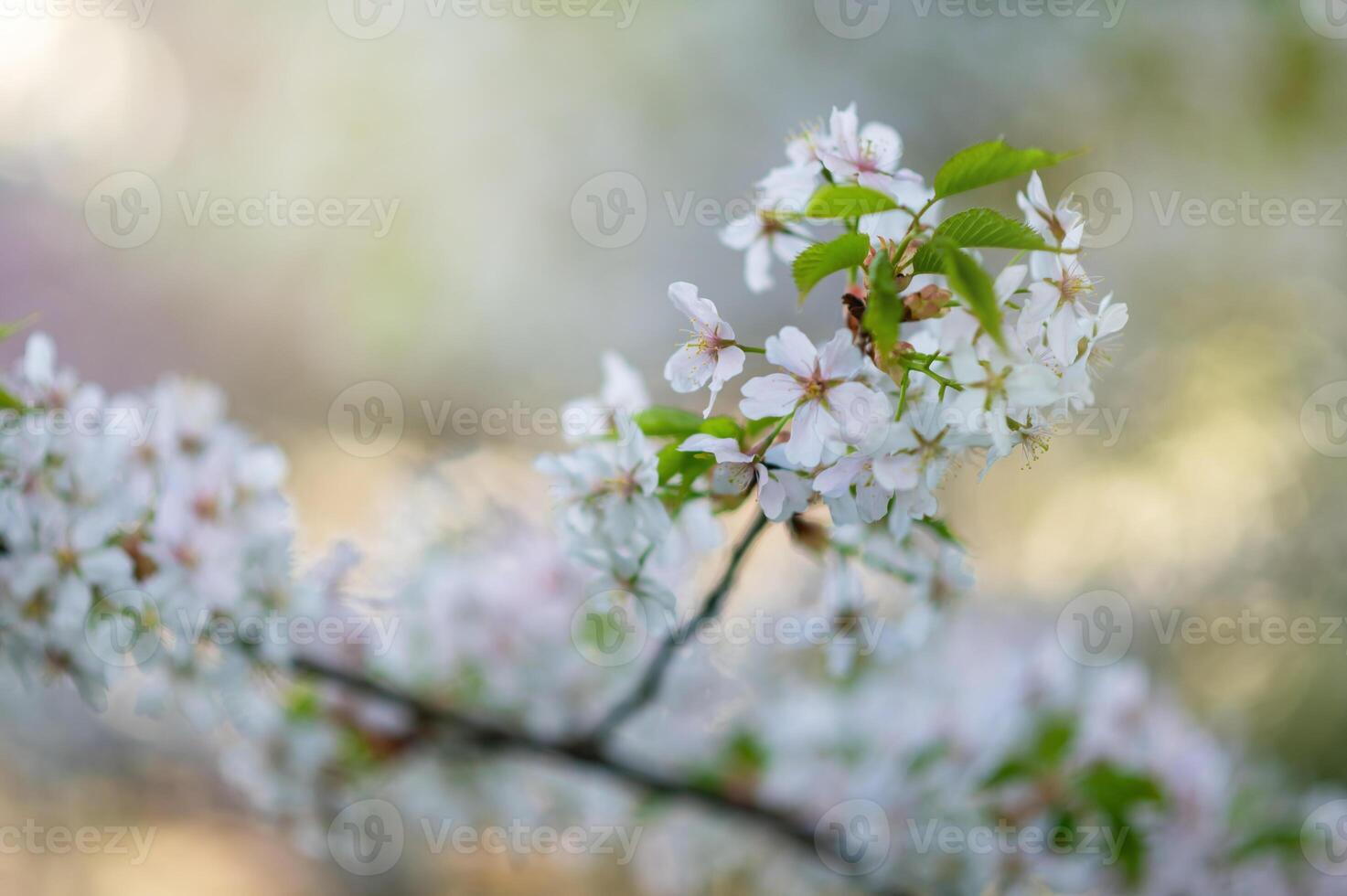 A close up of a tree with white flowers photo