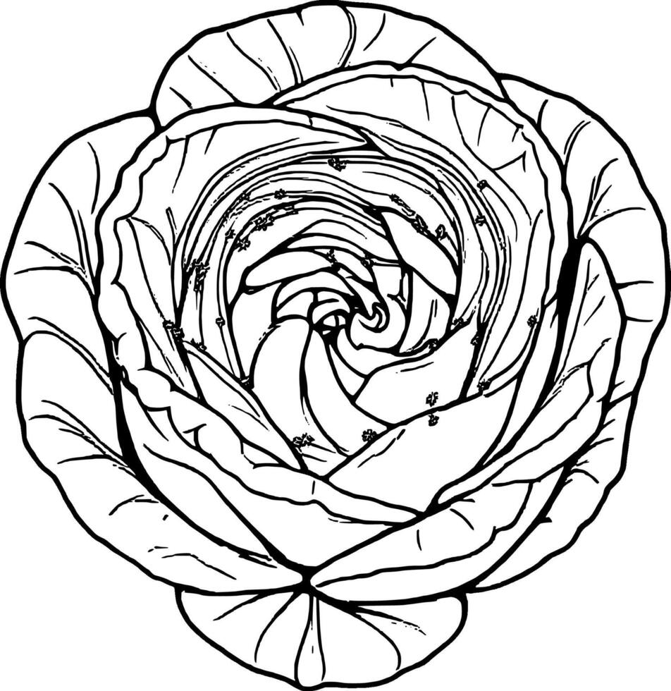 A black and white drawing of a cabbage flower vector