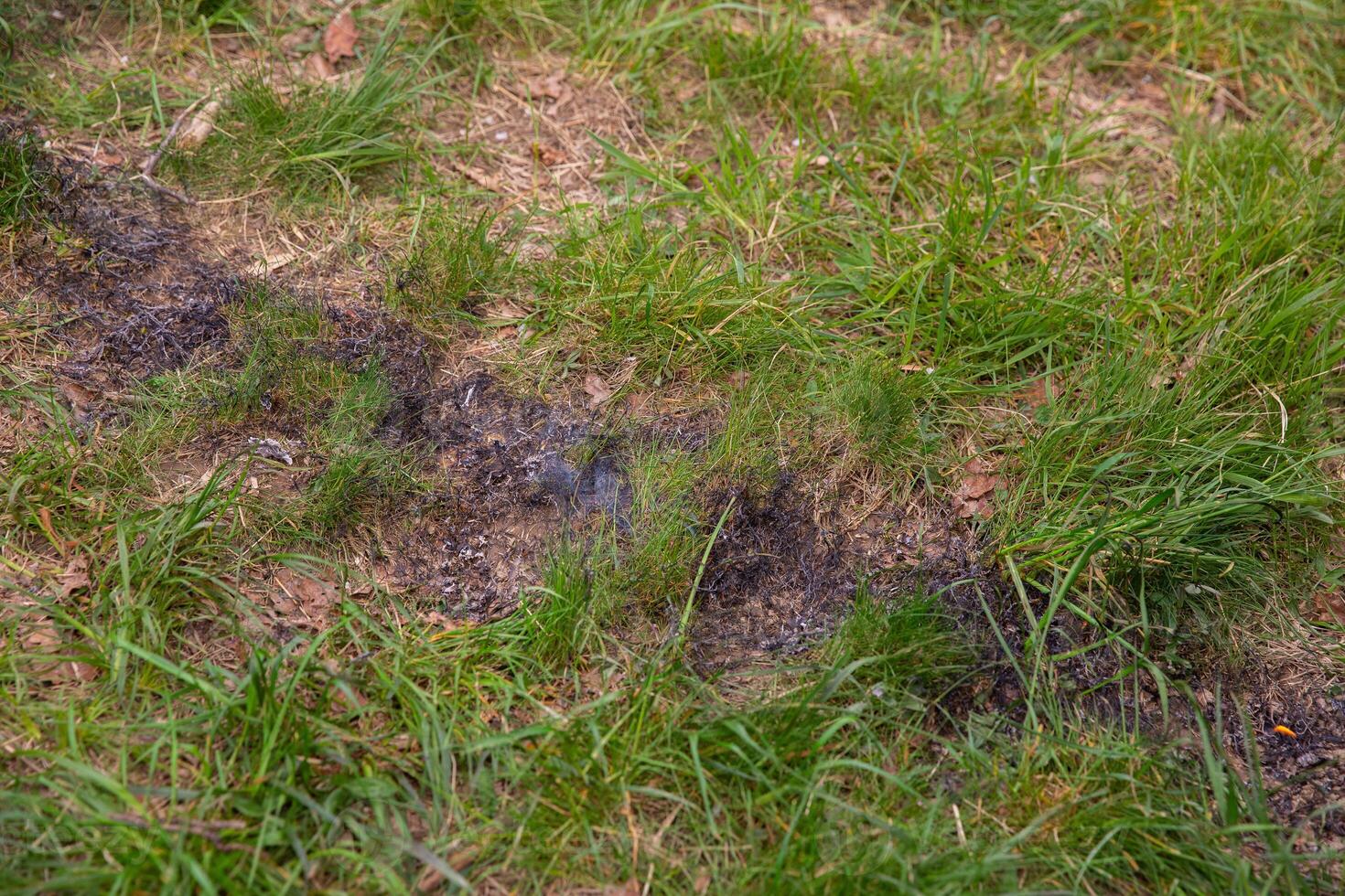 Dark charred marks on lush green grass, indicating a recent fire incident, with patches of burnt earth contrasting against vibrant blades of grass, showcasing nature's resilience and recovery process photo