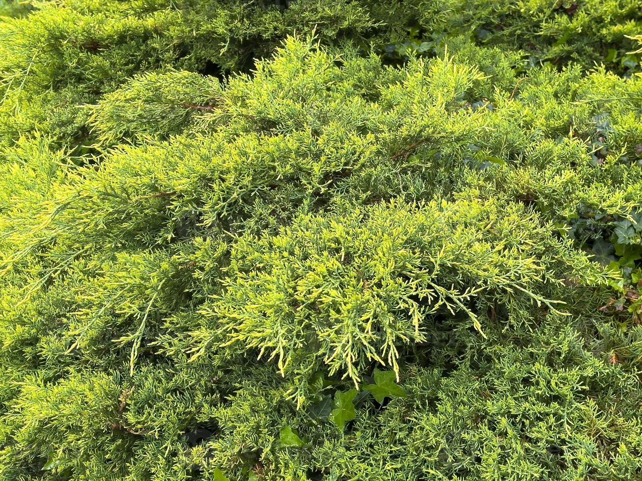 Dense lush green juniper foliage in natural outdoor setting photo