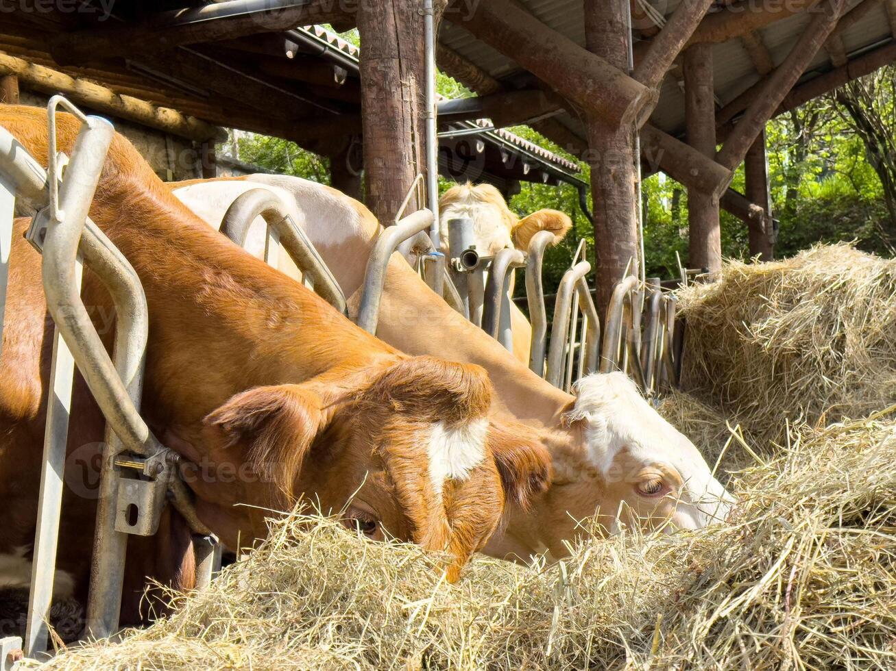 Cows feeding on hay in a rural barn setting photo