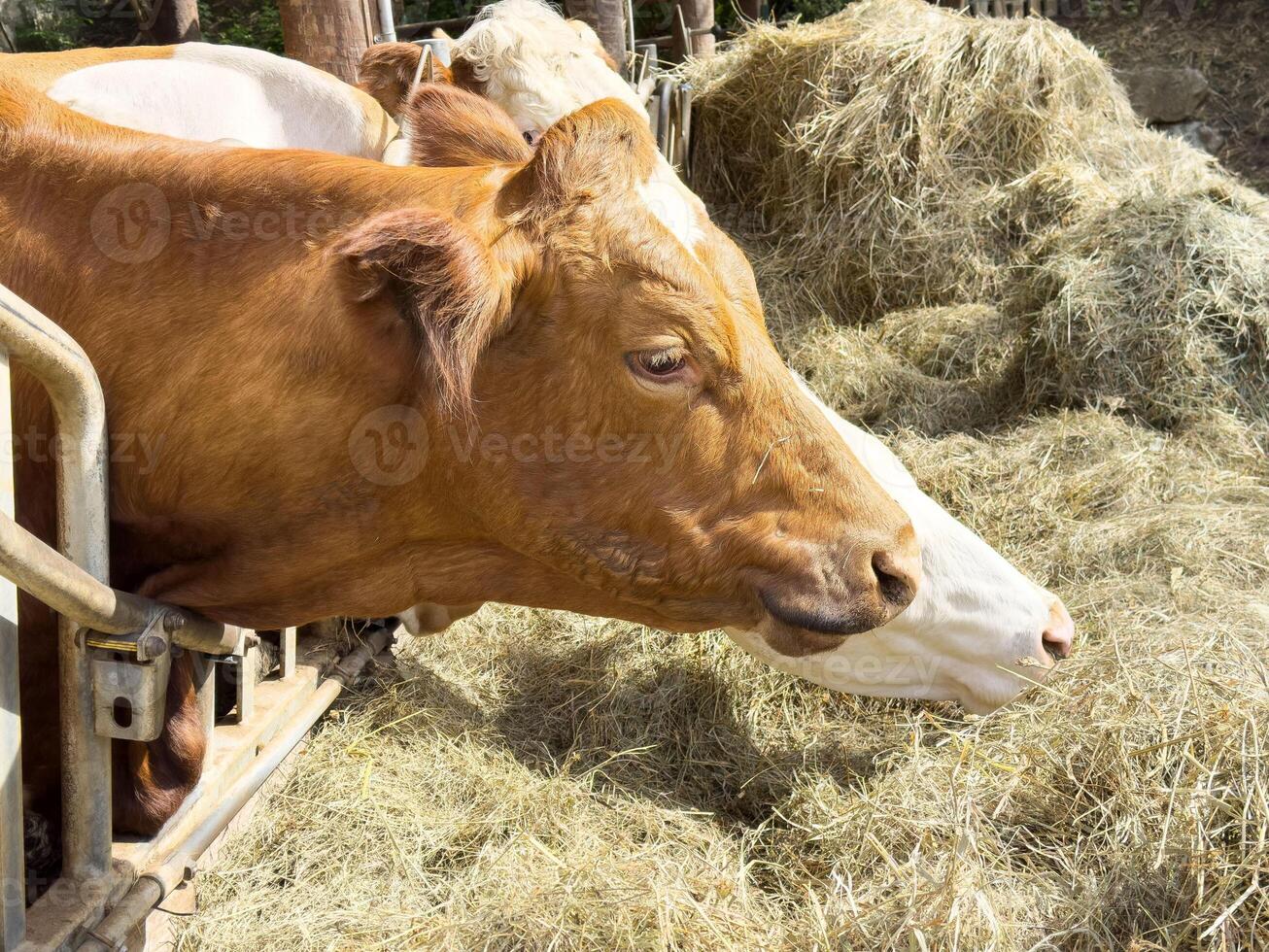 Cows feeding on hay in a farm barnyard on a sunny day photo