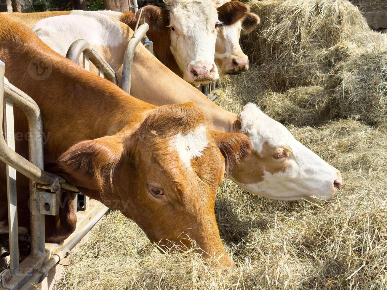 Group of cows eating hay in a farm barnyard setting photo