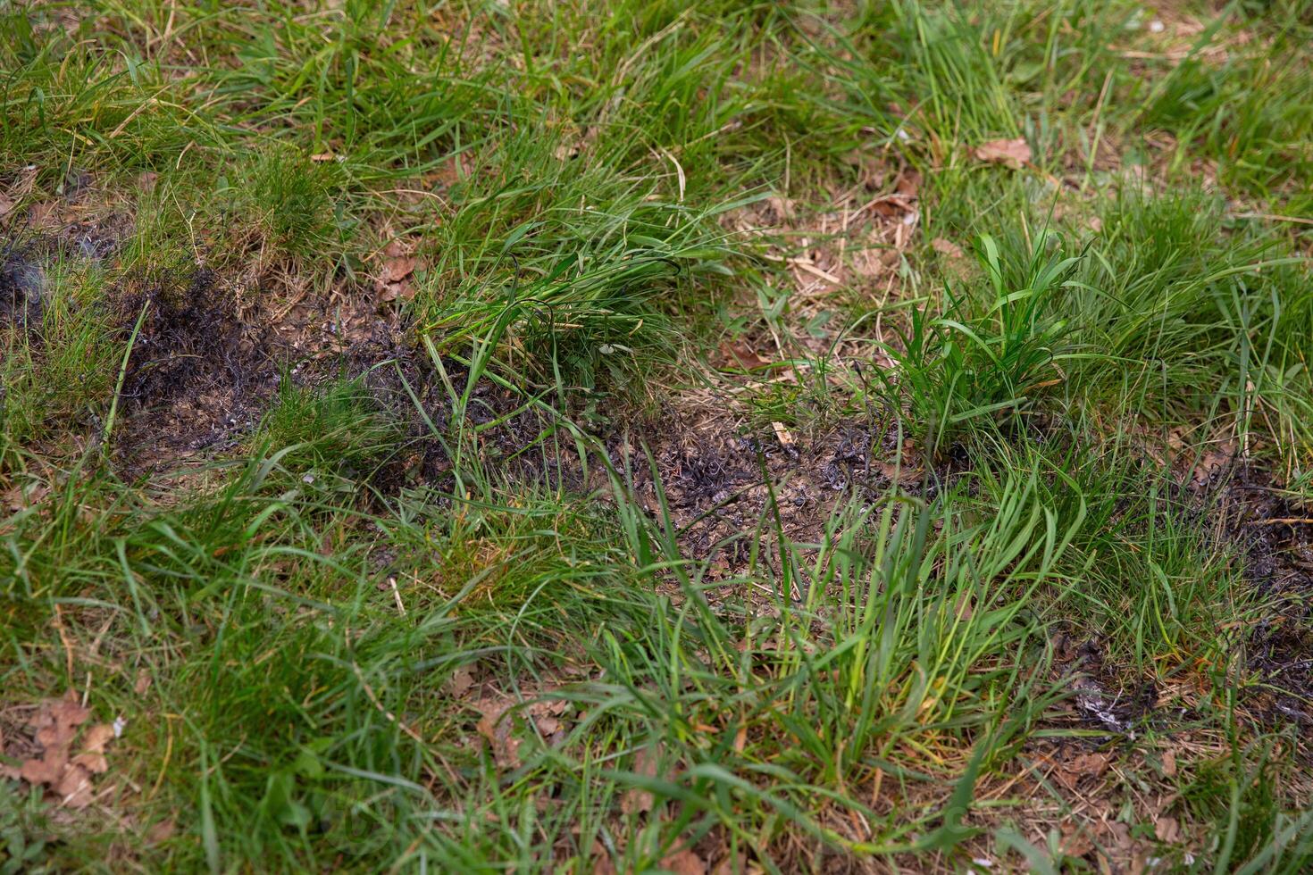 Lush green grass interspersed with patches of charred earth, showcasing the aftermath of a small fire, highlighting nature's resilience and the contrast between life and destruction photo