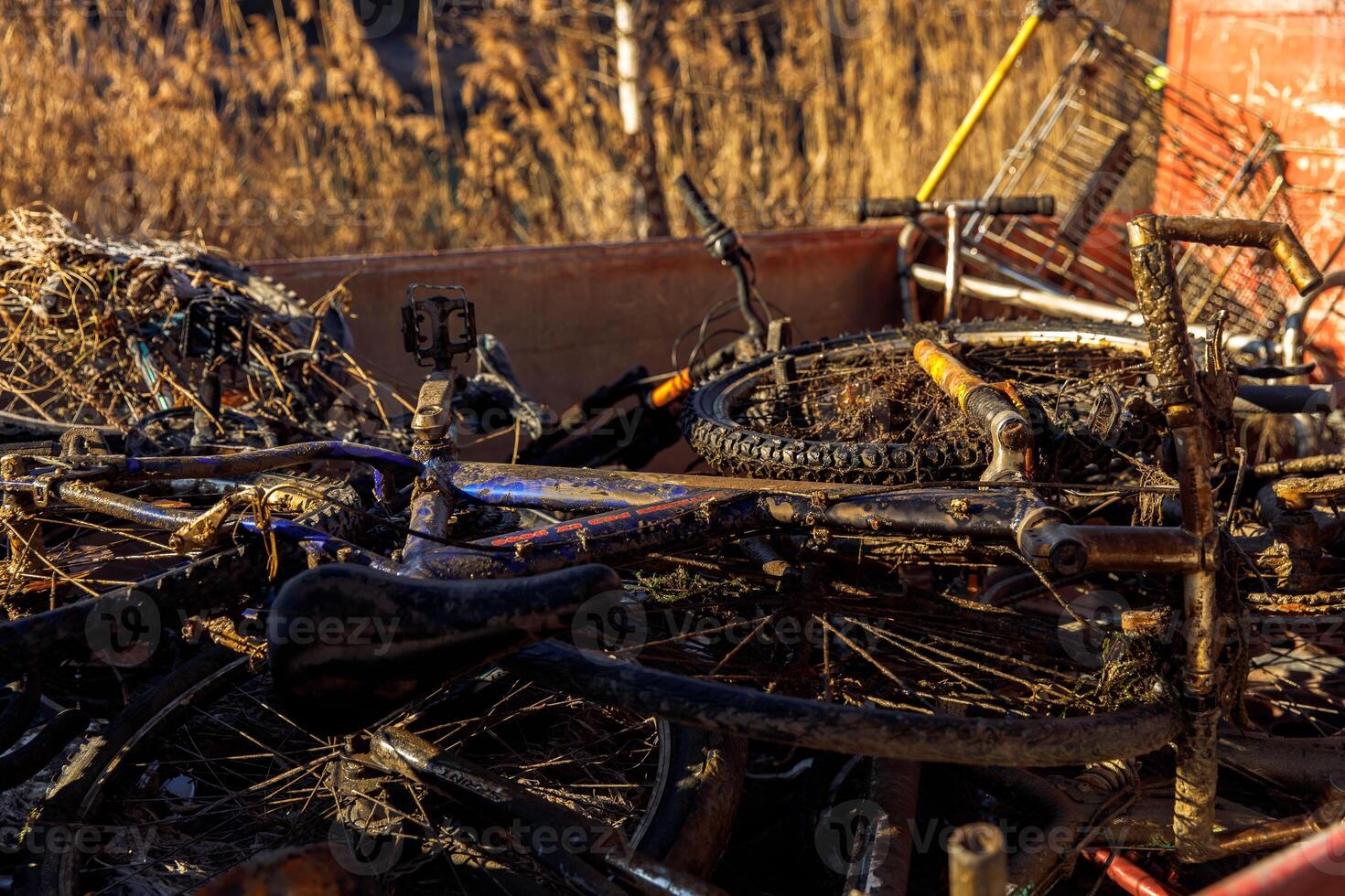 Abandoned mud-covered bicycles amongst tall grass in sunlight photo