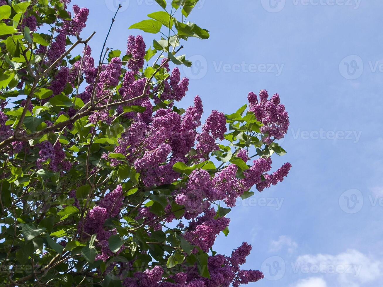 Vibrant lilac blossoms against a clear blue sky in springtime photo
