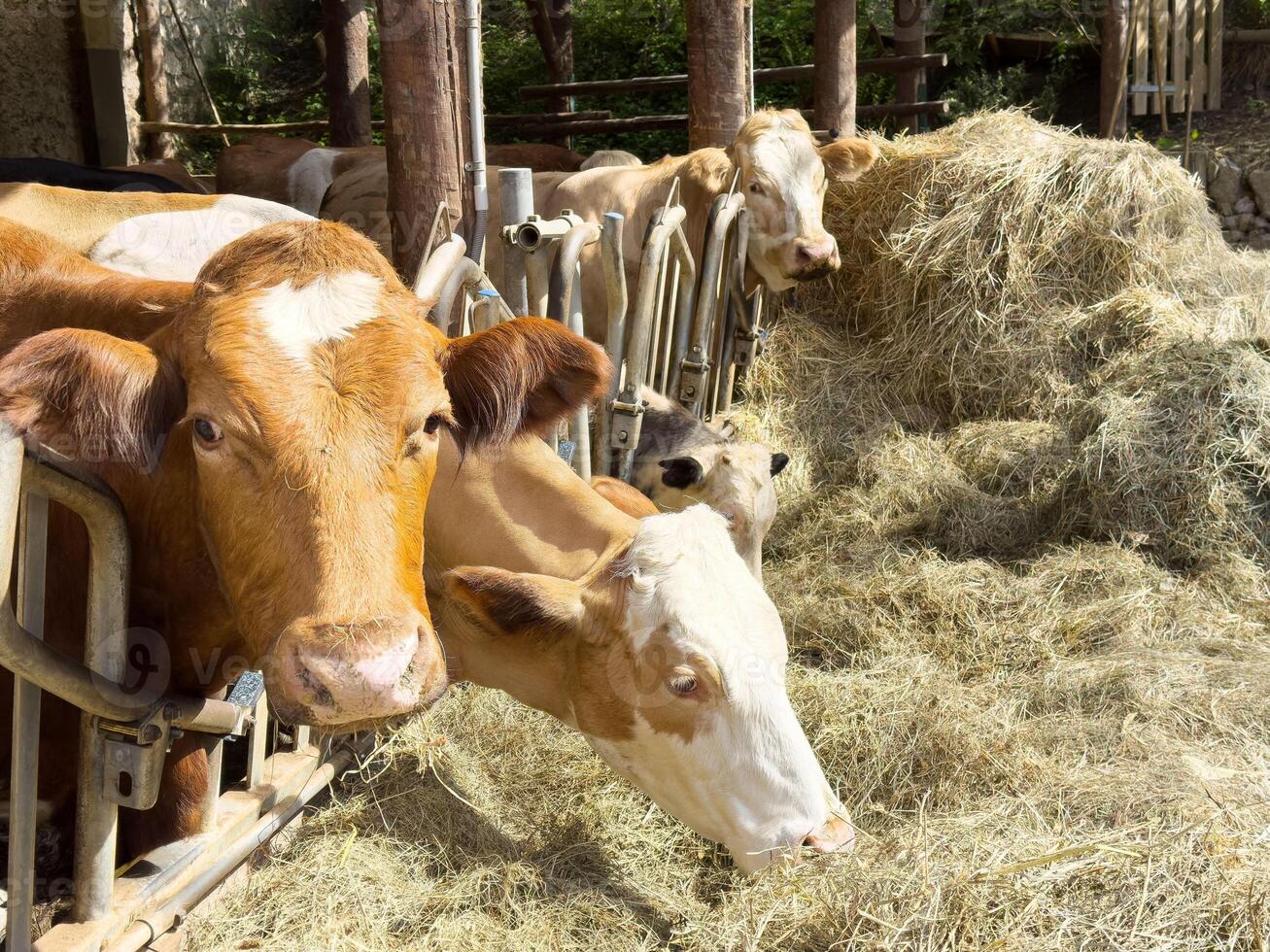 Cows feeding on hay in a sunny barn with wooden structure photo