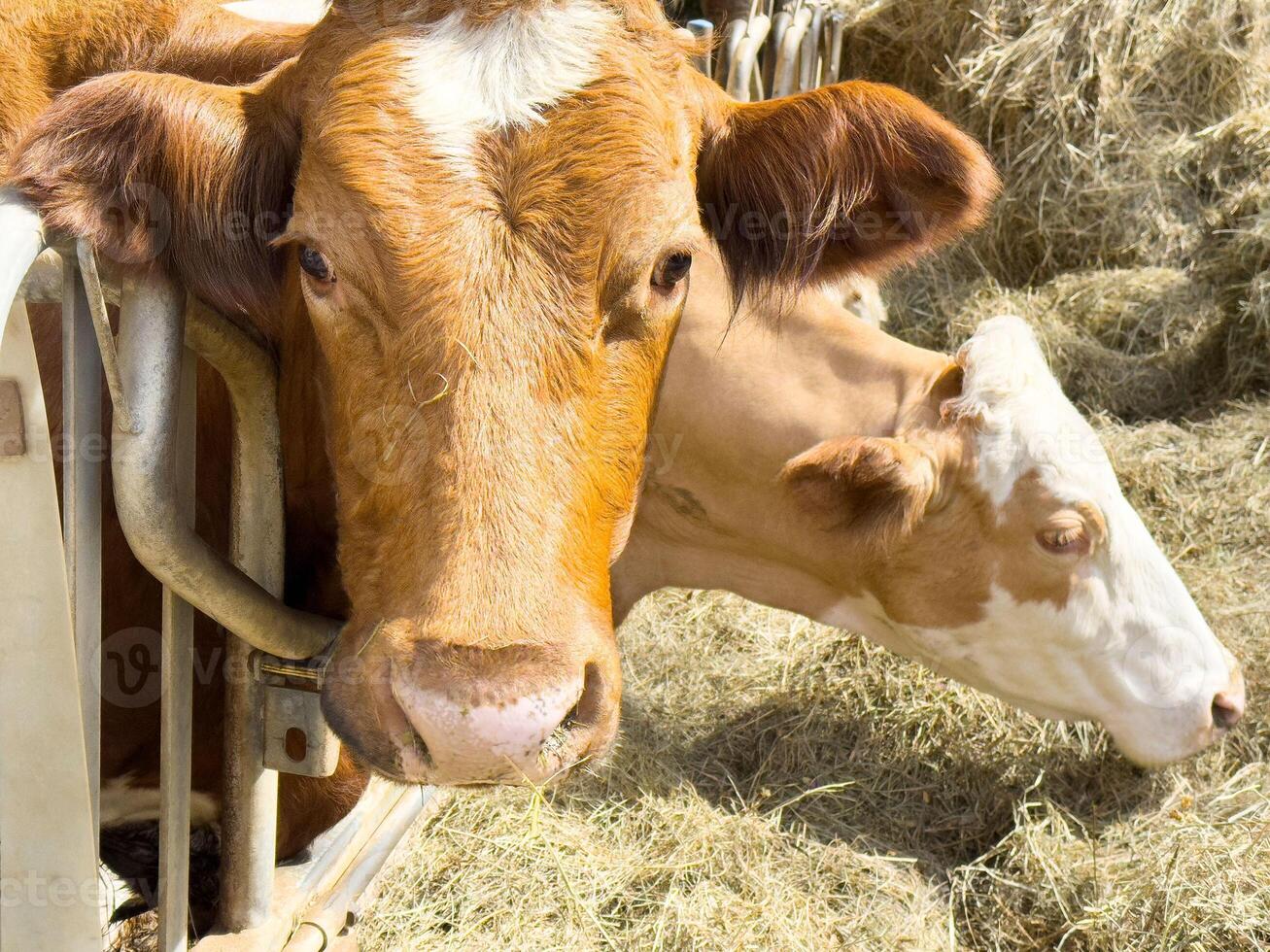 Two brown cows eating hay in barn with metal fence and ear tags photo