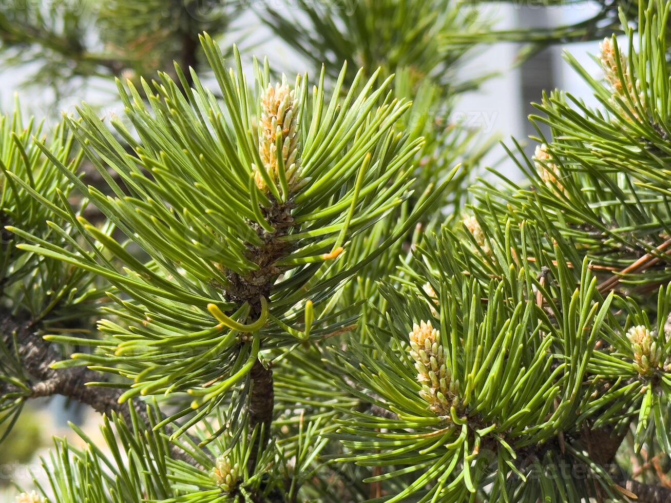 Close-up of lush green pine branches with buds in natural setting photo