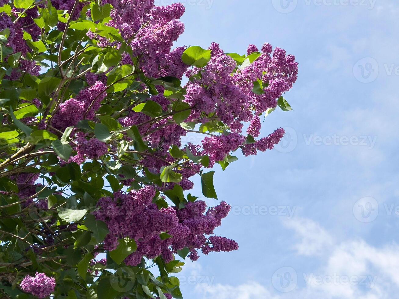 Vibrant purple lilacs blooming against clear blue sky, spring photo