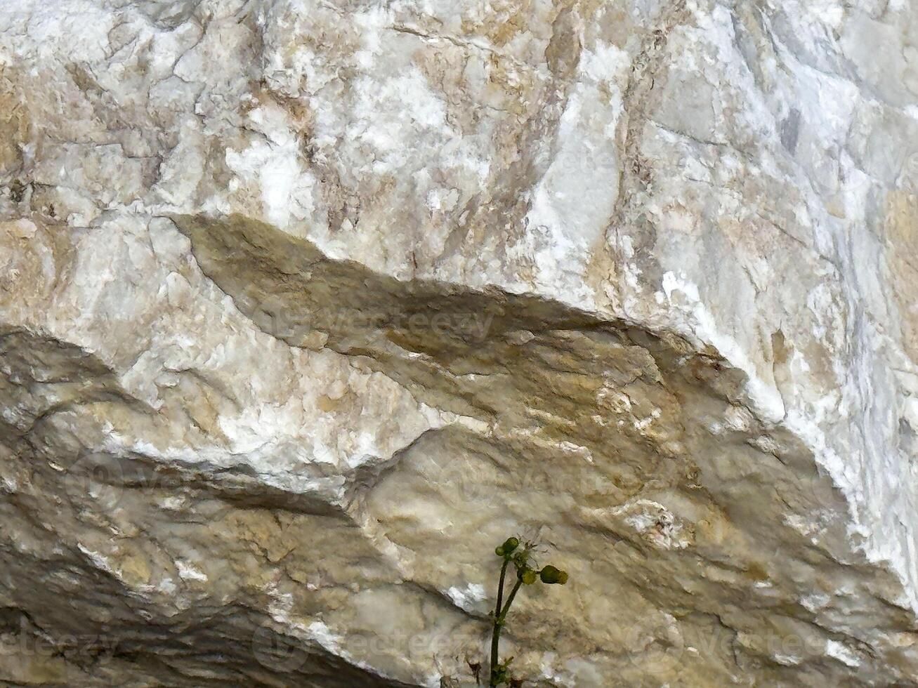 Textured rock surface with small plant growing at base photo