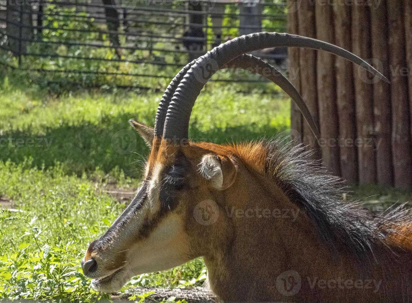 Beautiful antelope with helical long horns on the background of rocks photo