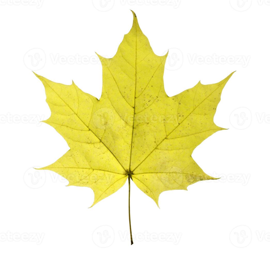 The maple leaf isolated on a white background photo