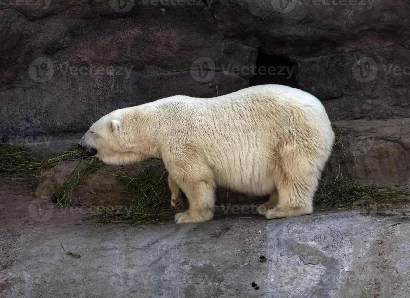Polar Bear Ursus Maritimus on a sunny day photo