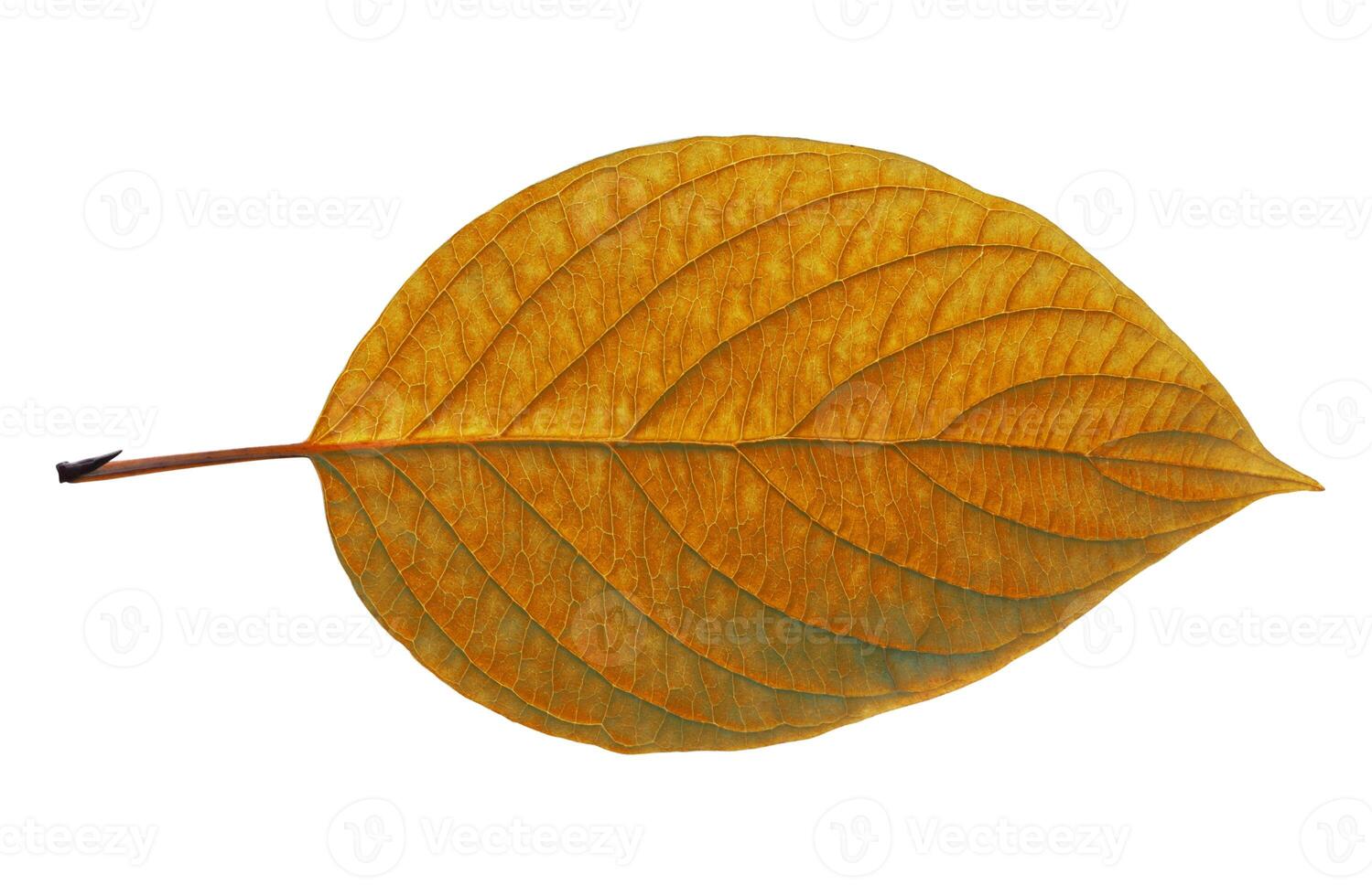 Yellow birch leaf in autumn horizontally on a white background photo