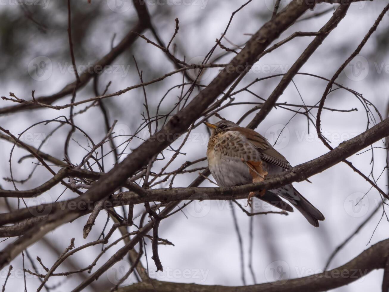 Forest bird thrush on the branch of an tree photo