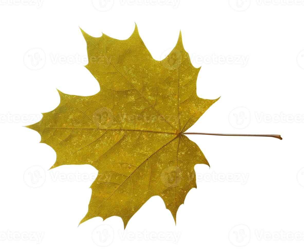 The maple leaf isolated on white background photo