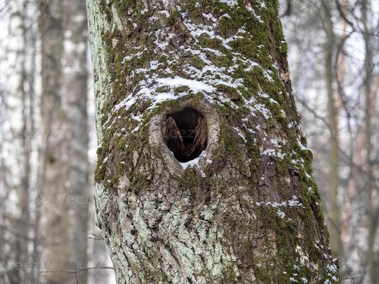 A Birch tree bark structure natural background background photo