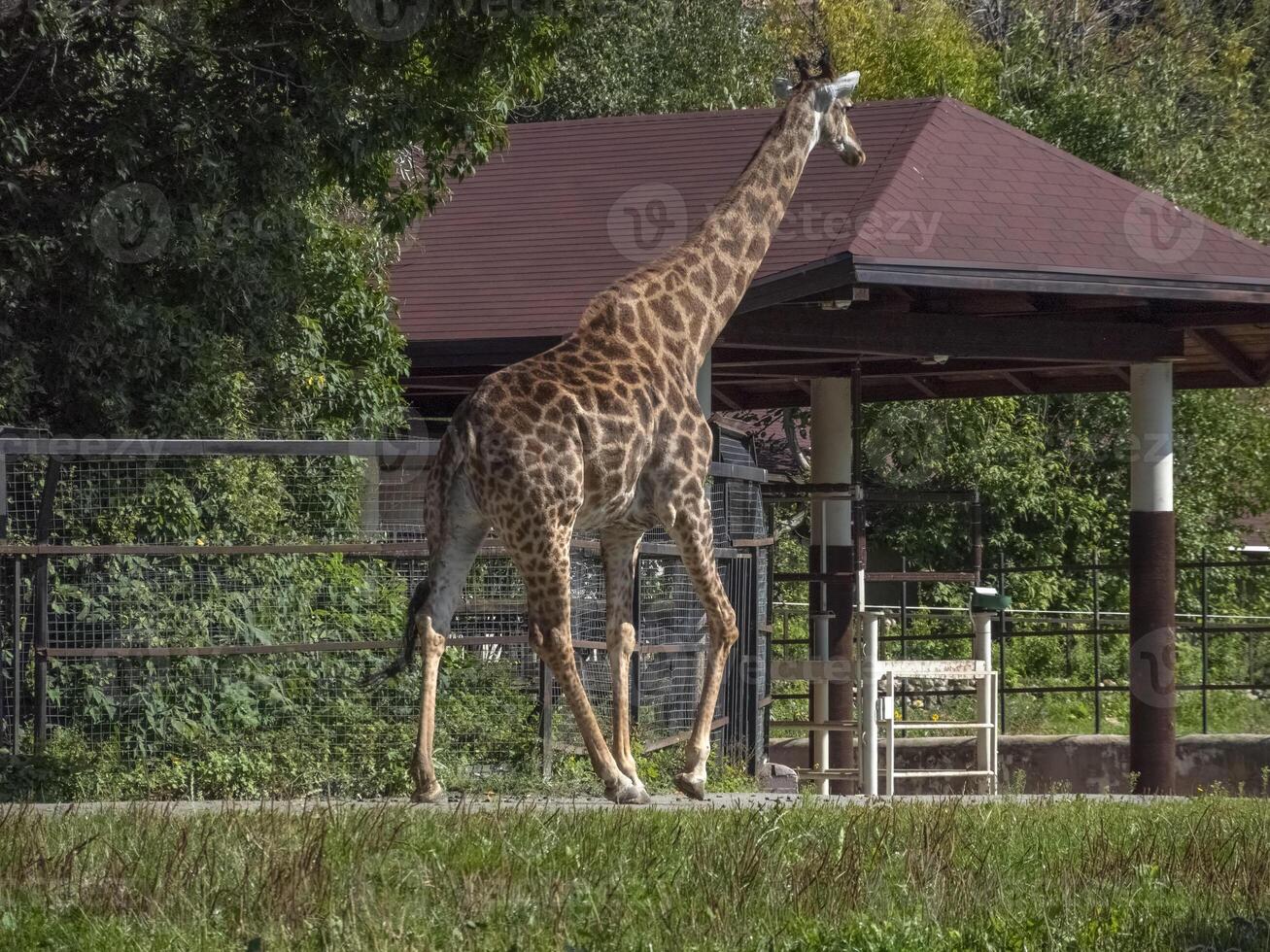 Beautiful giraffe stands tall on a blue sky background photo