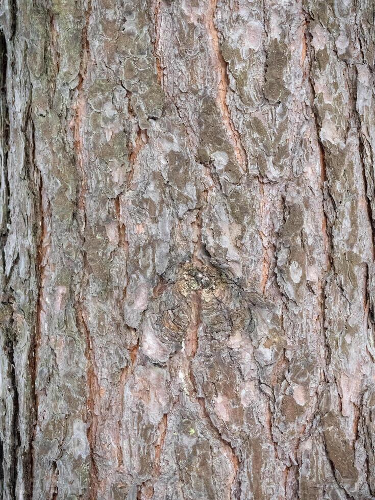 A Birch tree bark structure natural background photo