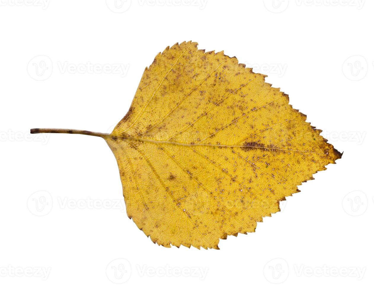 The Yellow birch leaf in autumn horizontally on a white background photo