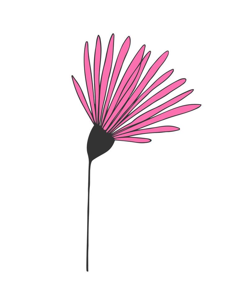 Echinacea flower drawing, stylized floral element, botany, medicine, essential oil, cosmetics, care, isolated on white background. vector