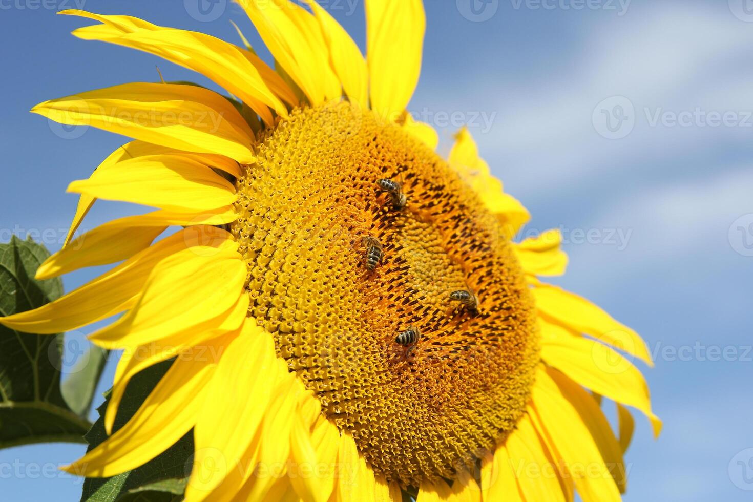 Field of blossoming big sunflowers against the blue sky photo