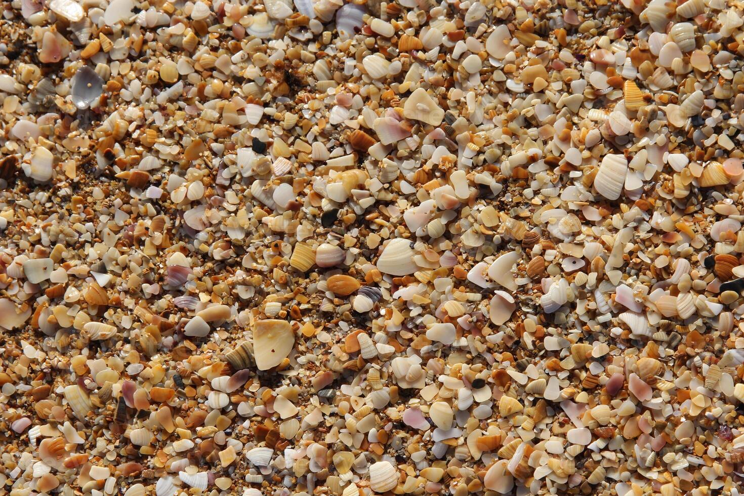 Beach background made of small sea shells with yellow sand photo
