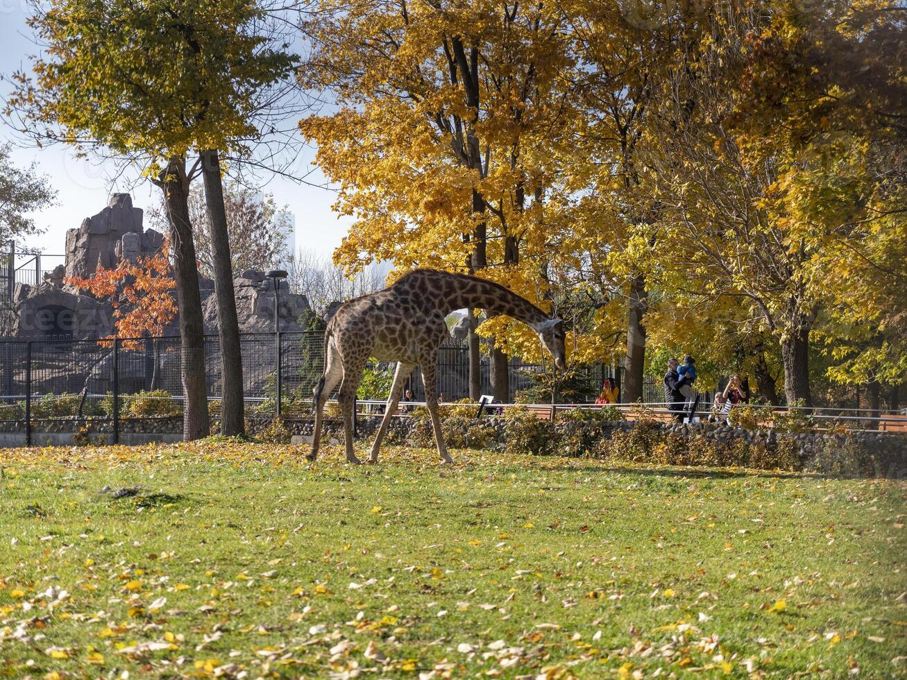 Beautiful giraffe stands tall on blue sky background photo
