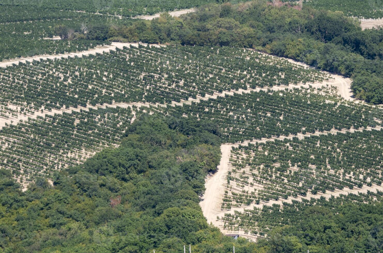 A Rows of vineyards in early spring in Kuban photo