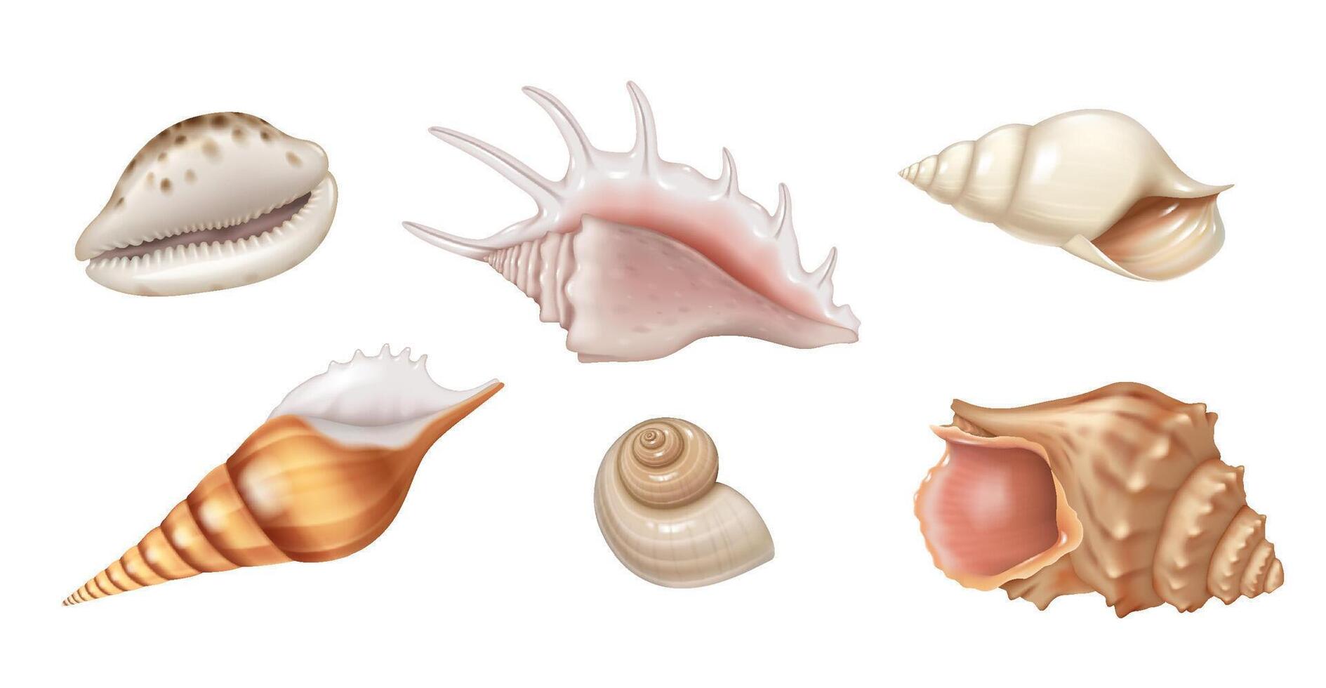 Detailed illustrations of various seashells in natural colors depict marine life diversity. Ideal for educational and decorative purposes displaying unique textures and patterns with copy space. vector