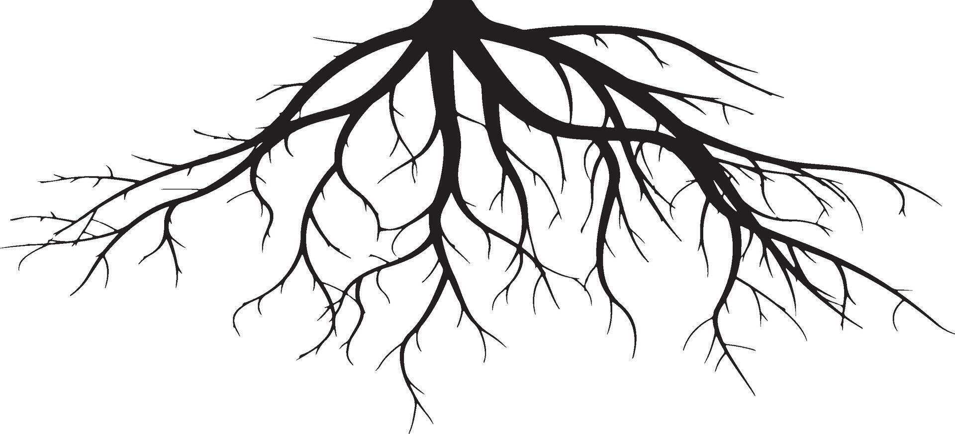 Tree roots silhouette illustration. vector