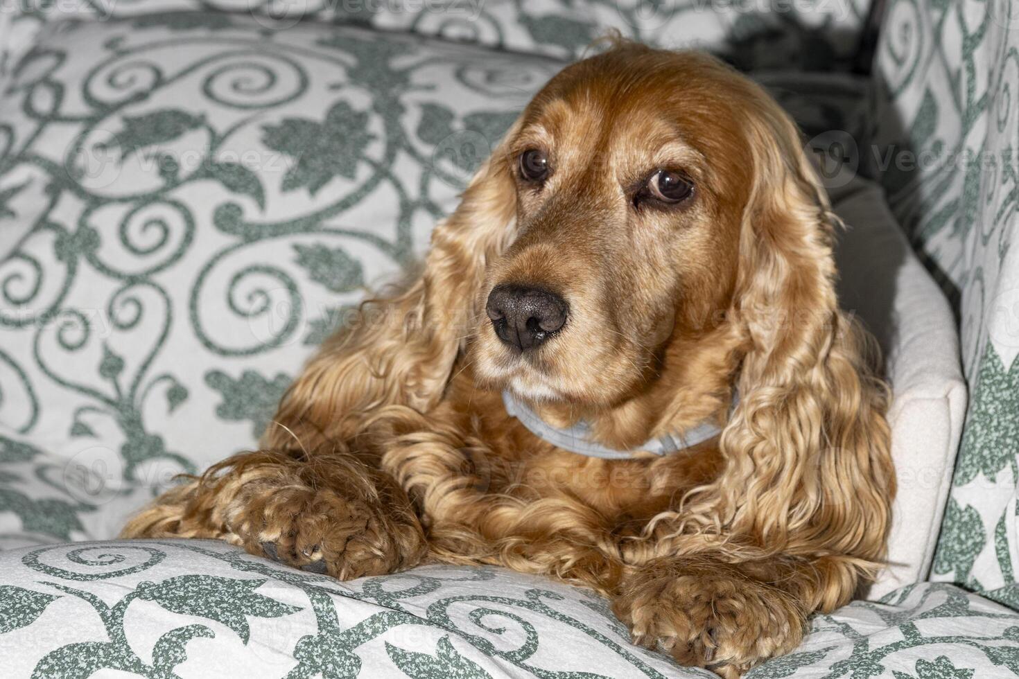 a brown cocker spaniel dog relaxing on a sofa photo
