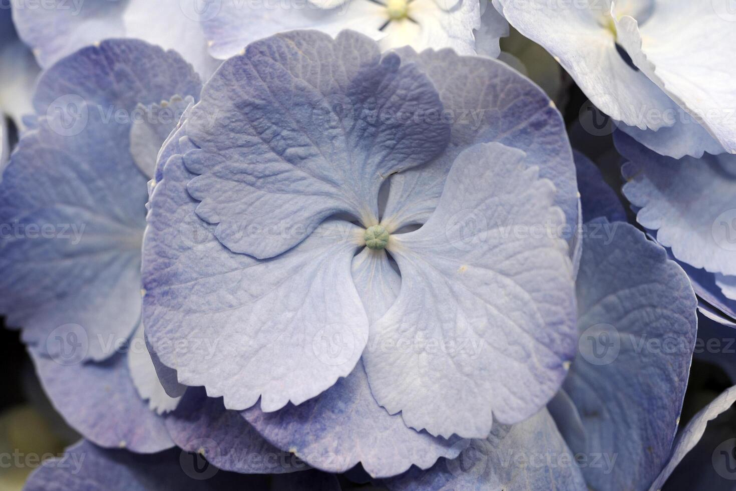 hydrangea detail of flower close up photo