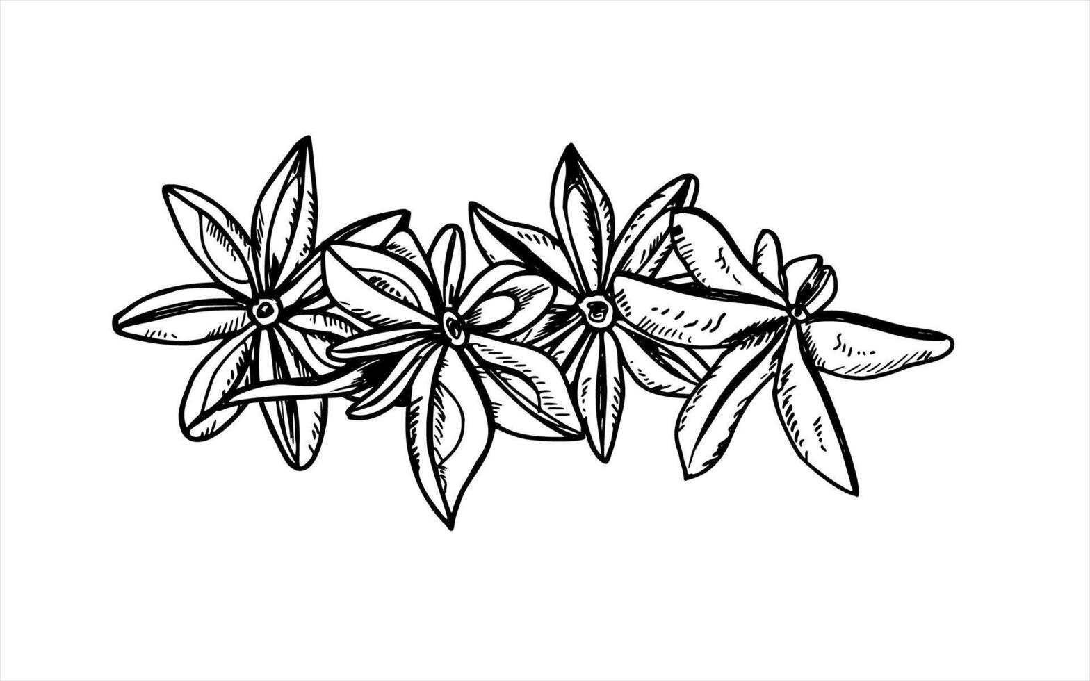 Star Anise seed pile black and white drawing. Monochrome dried badian heap isolated illustration. Etching drawing of aromatic seasoning for decoration of menu, spice store, Christmas drink vector