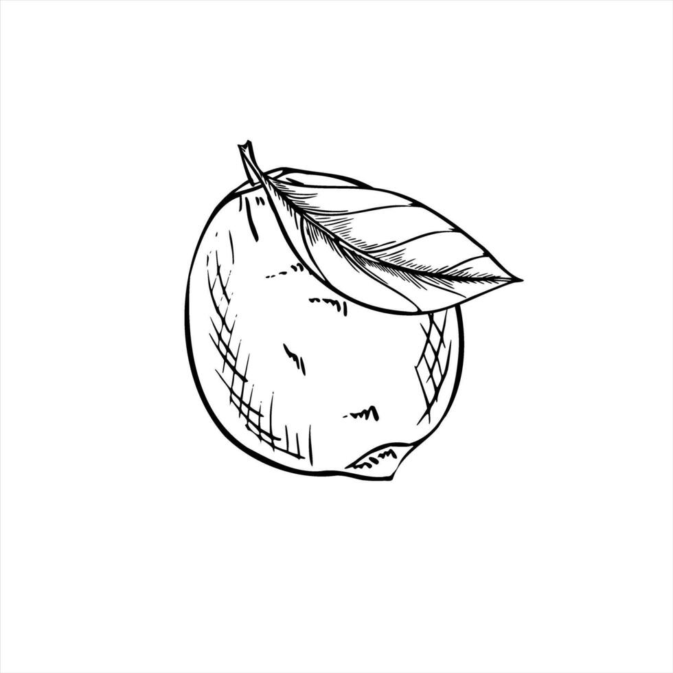 lime or lemon with leaf line ink illustration in black and white. Fresh whole citrus fruit etching drawing. Floral food element for vitamin packaging, detox product labels, beverage decor vector
