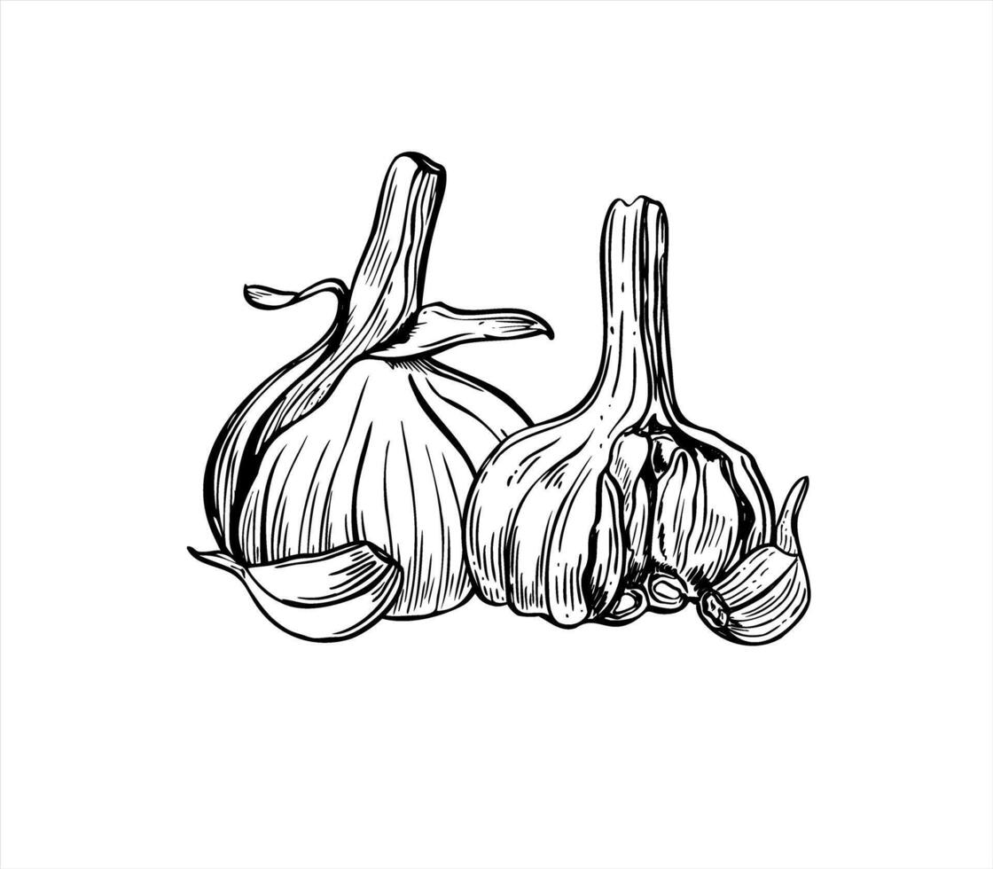 Monochrome two garlic heads with cloves isolated illustration painted by black inks. Aromatic garlic bulbs realistic graphic sketch. Vegetable ingredient etching drawing for vegetable shop vector