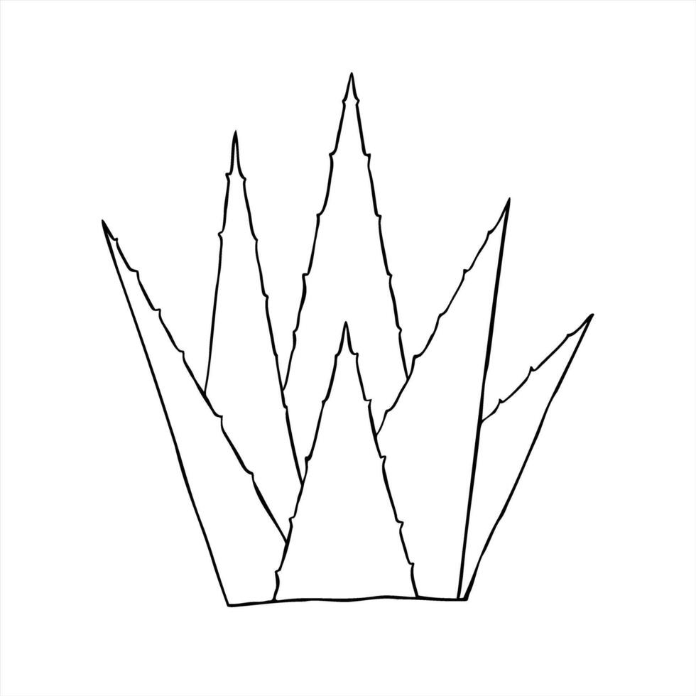 Abstract aloe vera plant line ink illustration in black and white. Agave plant sketch for organic skincare packaging, wellness blogs, medical brochures, or eco friendly product labels. vector