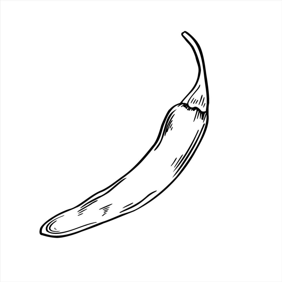 Monochrome whole spicy hot pepper pod illustration painted by black inks. Jalapeno, cayenne or chili realistic sketch. Vegetable for food packaging, spice label, culinary blog, restaurant menu vector