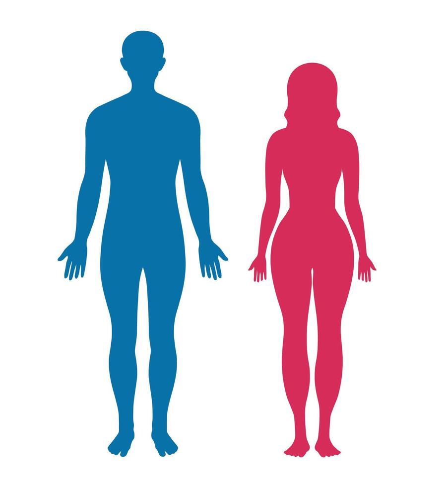 Human body diagram, illustration vector