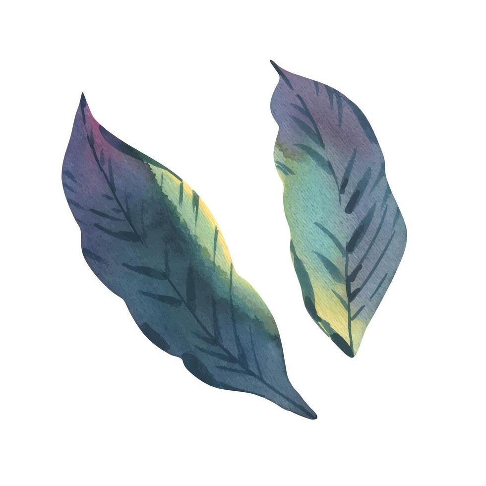 Hand-painted watercolor silhouettes of two vibrant frangipani leaves in lush tropical tones. Isolated botanical elements perfect for packaging, textile patterns, and exotic designs. vector
