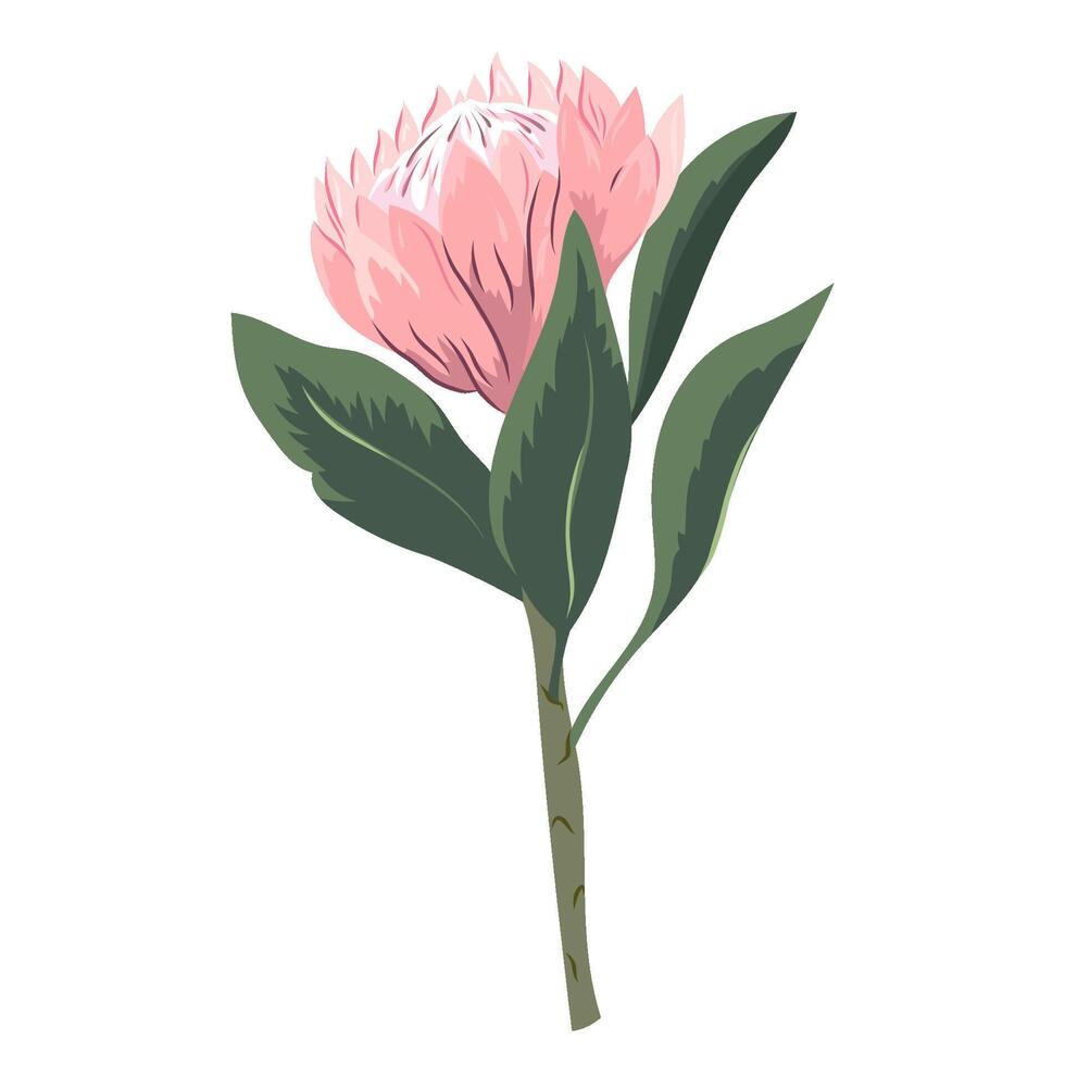 Pink protea flower. Sugarbush blooming flower. Beautiful cultivated exotic flowering plant. Floral illustration isolated on white background vector