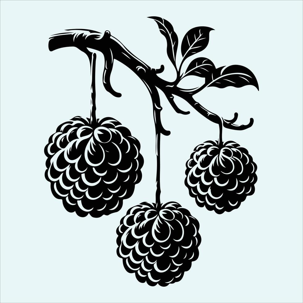 Annona Squamosa Silhouette Icons Featuring Whole Fruit Leaf and Sliced Sections for Food Use vector