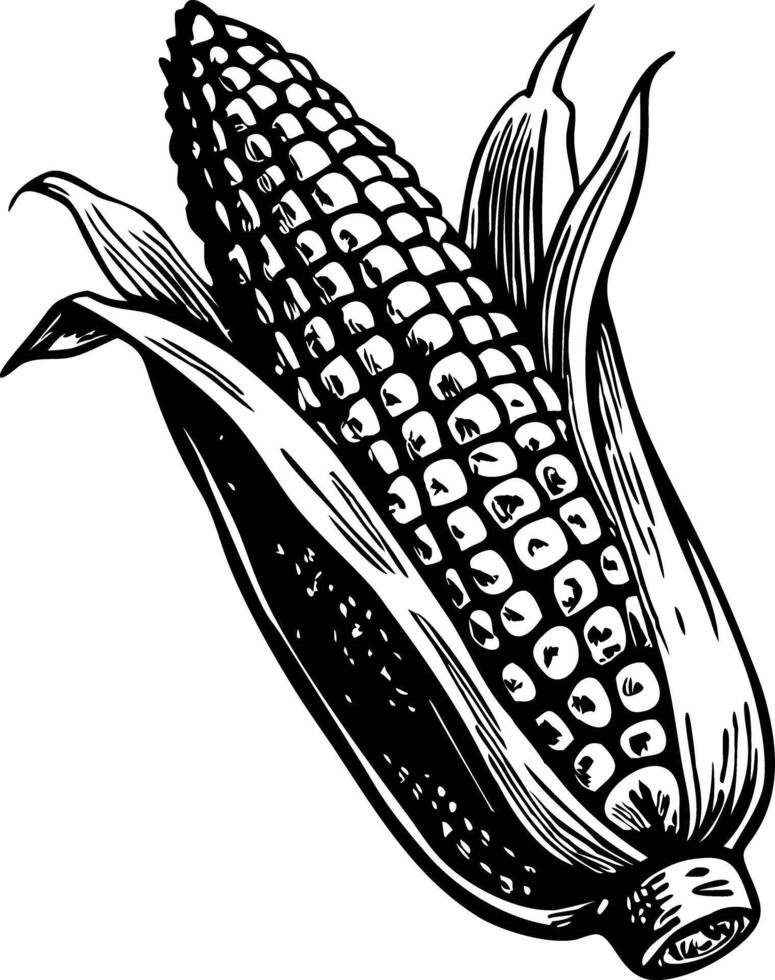 A corn illustration of hand drawn style vector