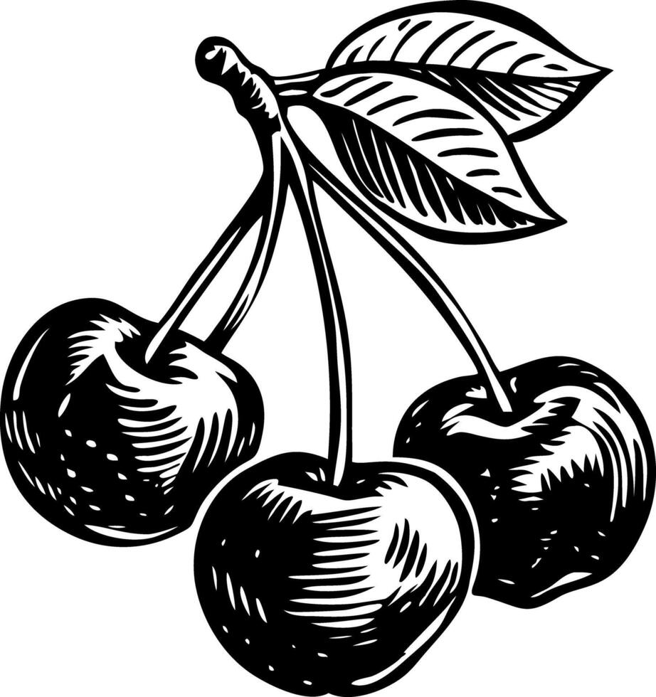 A hand drawn style illustration of cherries vector