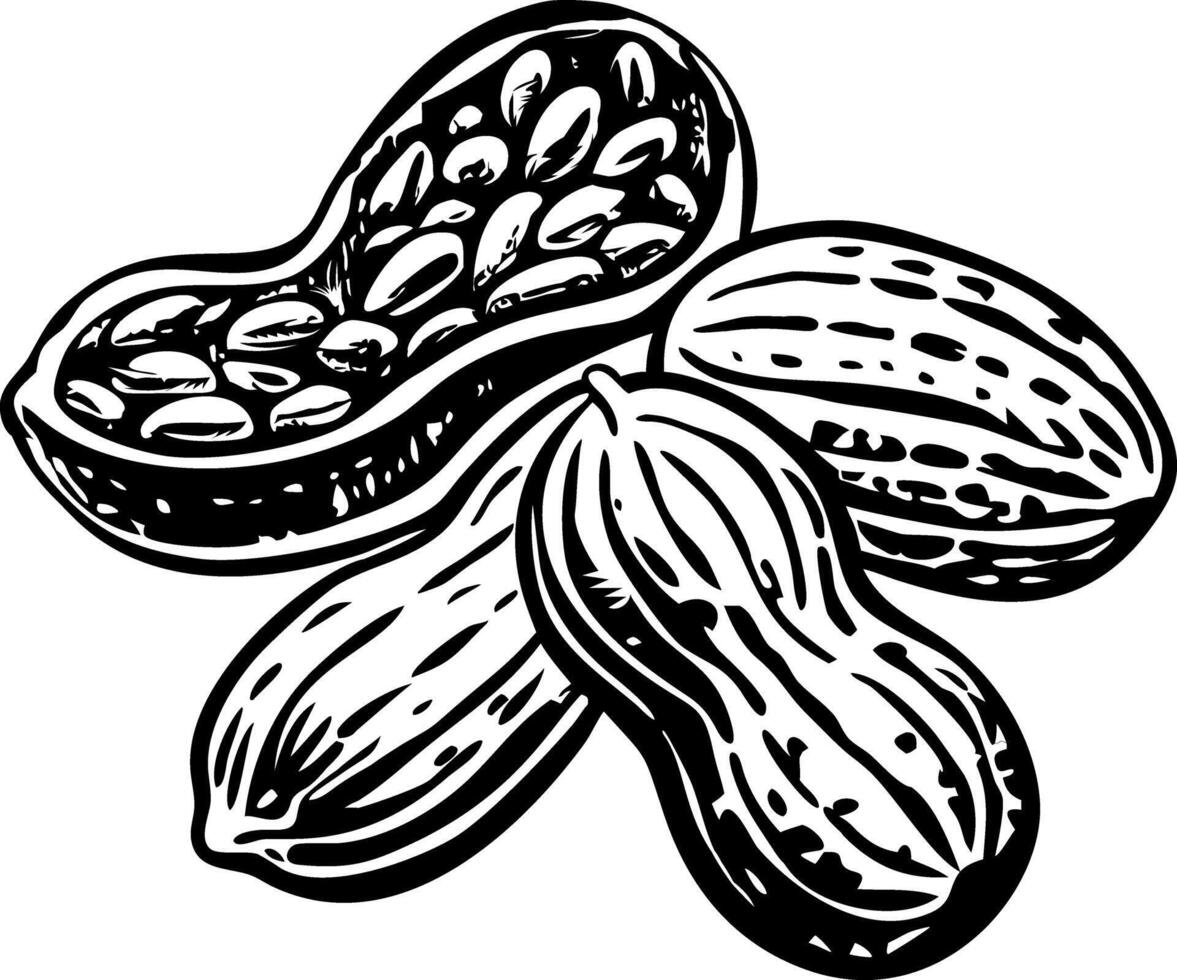 A vintage style illustration of roasted peanuts vector