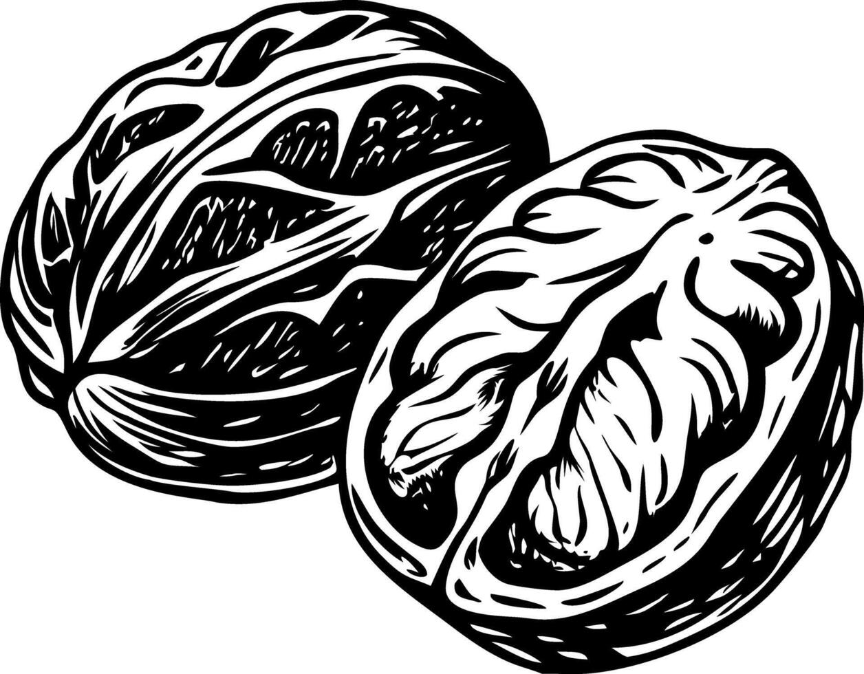 A vintage style illustration of walnut vector