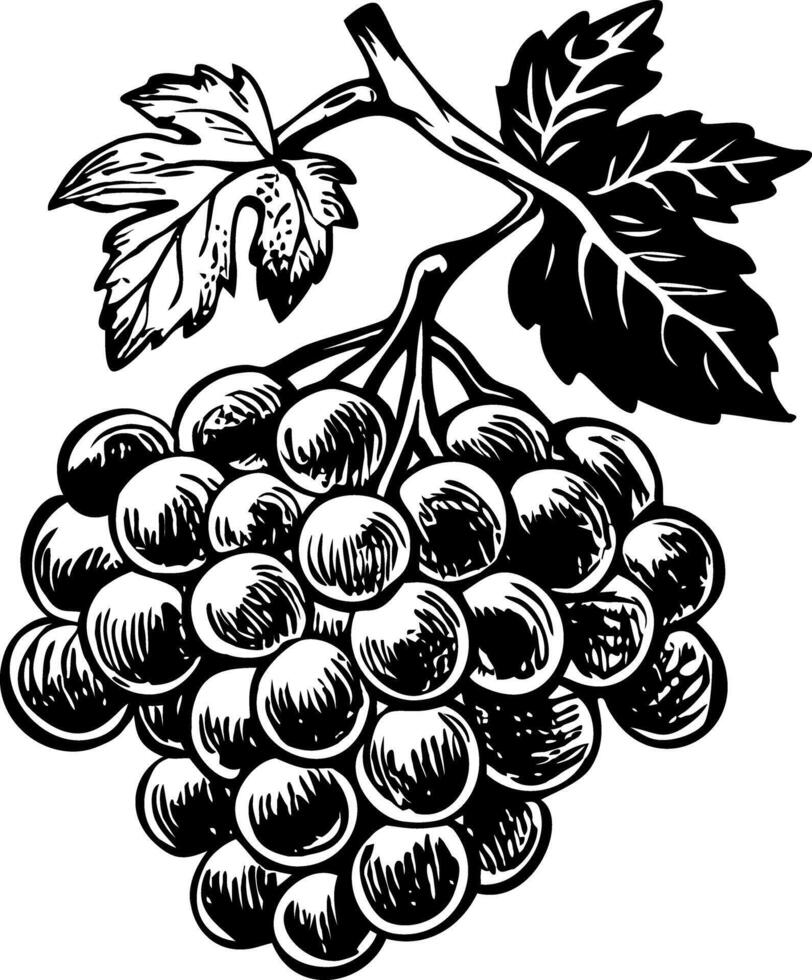 Black and white grapes on a branch vector